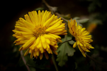 yellow dandelion