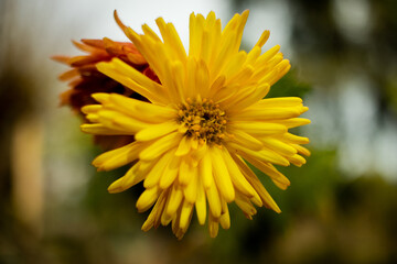yellow dandelion