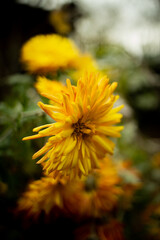yellow dandelion
