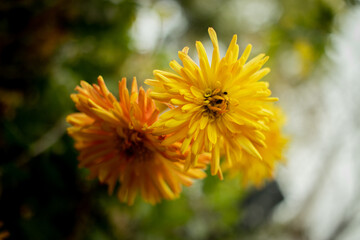 yellow dandelion