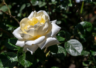 Blooming white rose on a green leaves background