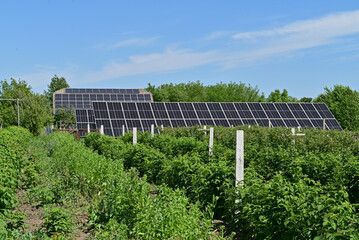 Solar panels amidst raspberry bushes, harnessing solar energy.






