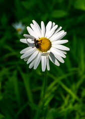Fototapeta premium Blooming white chamomile in a green grass