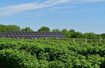 The photo depicts a raspberry plantation with bushes neatly arranged in rows, alongside solar...