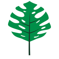 green monstera leaf