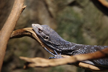 円山動物園のアオホソオオトカゲ