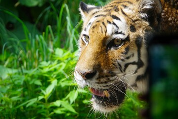 スマートフォンを向けられる円山動物園のアムールトラ
