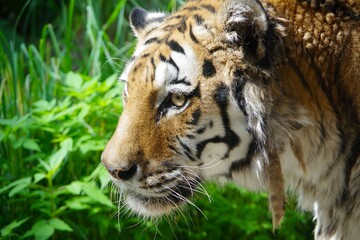 円山動物園のアムールトラ