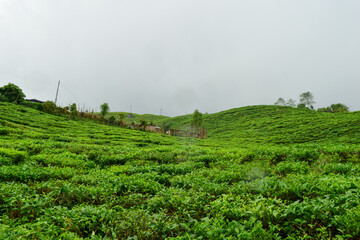 Temi tea garden, local tea of Sikkim, India