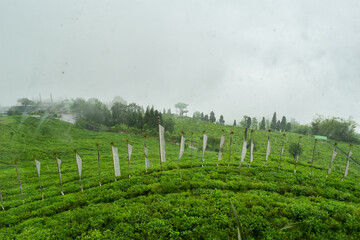 Temi tea garden, local tea of Sikkim, India