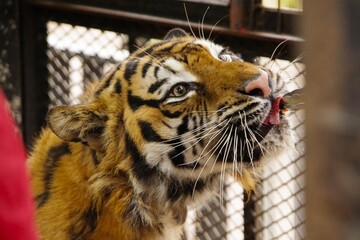 ノースサファリサッポロのトラの餌やり