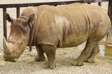 Fototapeta premium 那須サファリパークのミナミシロサイの全身