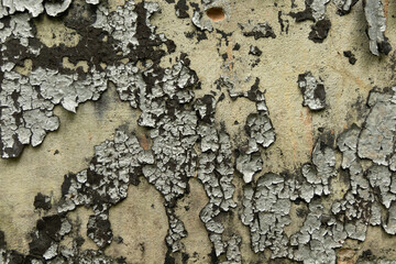 An old, pealed paint on the wall of abandoned building. Cracked paint texture.