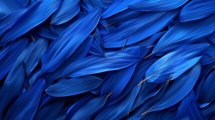 blue feather , feathers