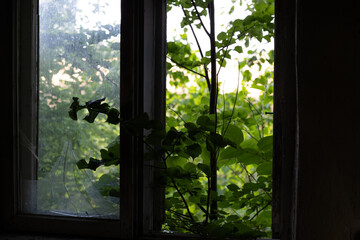 Naklejka premium An old, broken window of a rural homestead in Latvia, Europe. Overgrown ruin of collapsed, abandoned house.