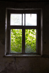 An old, broken window of a rural homestead in Latvia, Europe. Overgrown ruin of collapsed, abandoned house.