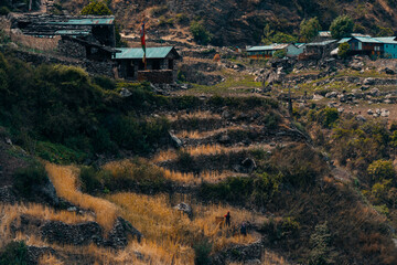Farmin wheat on terraces on Manaslu Circuit Trek, Nepal