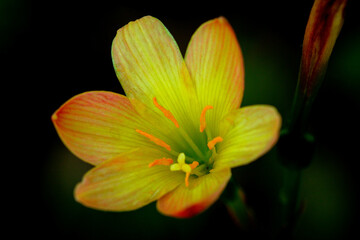 Macro that emphasizes light on a flower