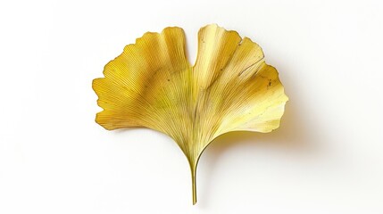 Naklejka premium Ginkgo leaf against a white backdrop
