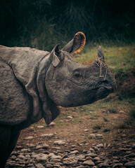 Rhino closeup in Chitwan Nationalpark, Nepal