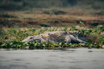 Wild Crocodile in Chitwan Natinal Park, Nepal