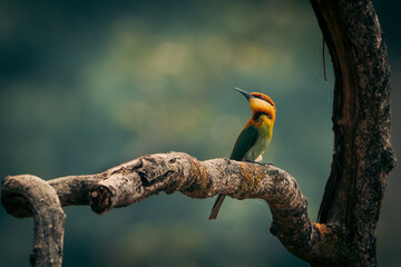 Bee-eater in Chitwan National Park, Nepal