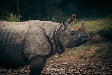 Rhino in Chitwan Nationalpark, Nepal