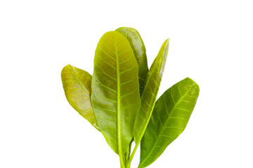 Young leaves of cashew tree