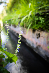 Tiny blue Salvia japonica on the side of the flowing river.