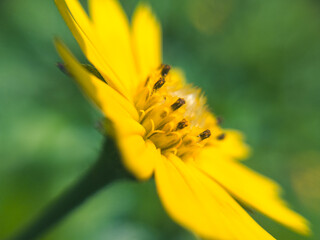 Beautiful flower pollan  closeup. Natural landscape. Original Macro Photography