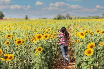 Fototapeta premium Female photographer is shooting photo in the sunflower field