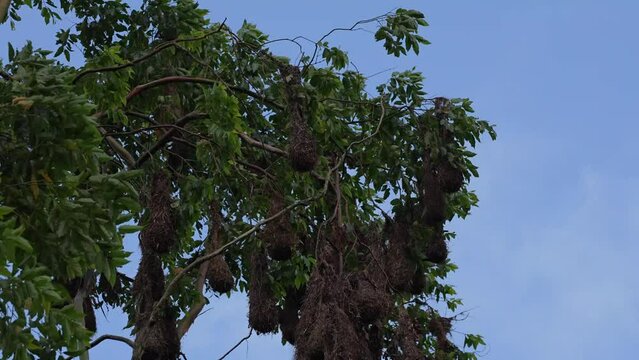Montezuma Oropendola fly in and out the nests in costa rica
