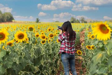 Female photographer is shooting photo in the sunflower field