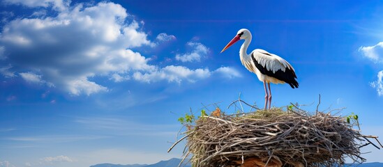 The stork constructs its nest in a dramatic setting with a blue sky as the striking backdrop Ample copy space is available in the image
