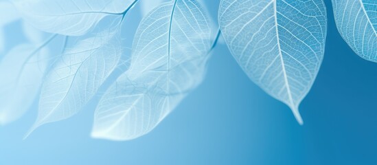 Close up copy space image of a cluster of skeleton leaves against a blurred blue background