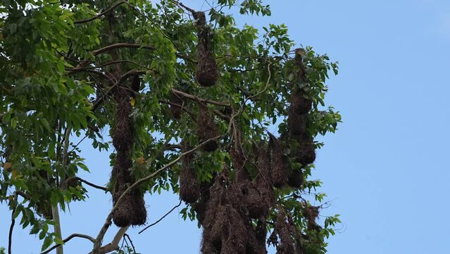 Montezuma Oropendola fly in and out the nests in costa rica