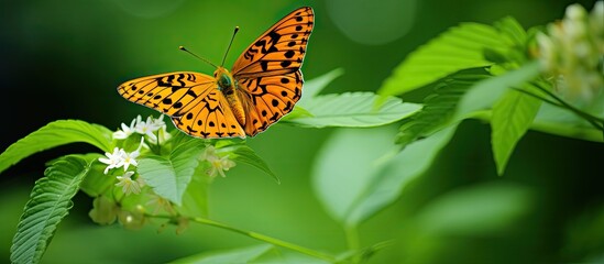 A close up photo of an orange Fritillary butterfly on a wildflower set against a lush green backdrop with ample copy space