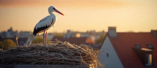 A stork sits on its nest which is built on top of a residential building and provides a copy space image