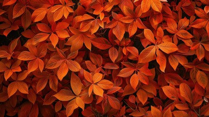 Texture of orange leaves on a tree during autumn