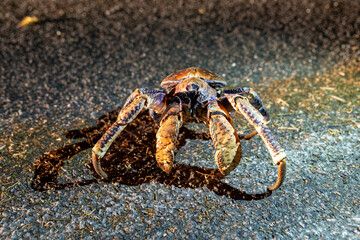 large robber crab on road