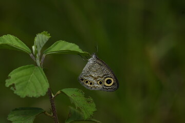 Fototapeta premium Ypthima huebneri, the common fourring, is a species of Satyrinae butterfly found in Asia