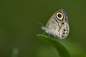Fototapeta premium Ypthima huebneri, the common fourring, is a species of Satyrinae butterfly found in Asia