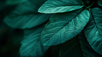  A tight shot of a green leaf with blurred foreground and background leaves, and further background blurred with more leaves