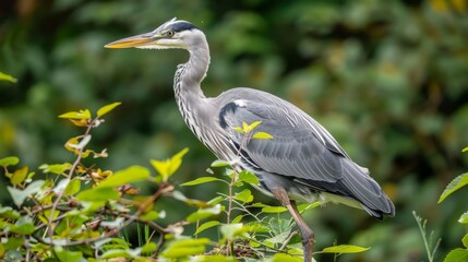 Obraz premium A bird perches on a tree branch amidst a lush, green forest Surrounding the bird are numerous leafy branches and trees
