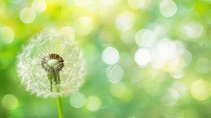 Close up image of a dandelion with a blurred green backdrop