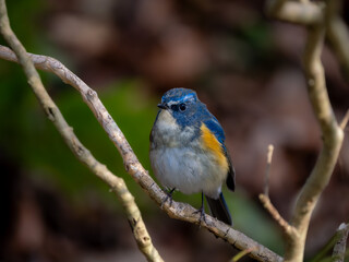 森の中で静かに枝に留まっているルリビタキの雄