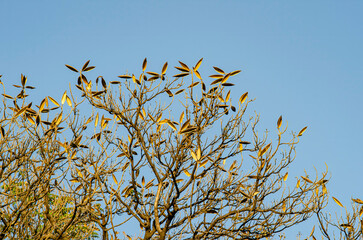 ramas, arbol, arbustos, mezquita