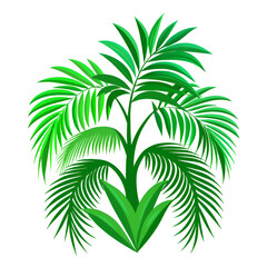 palm tree leaves