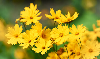 Nature background with spring flowers. Selective and soft focus. Close up.