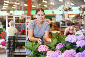 Smiling happy young girl choosing blooming hortensia in pots with colorful pink and mauve flowers...